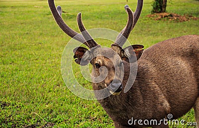 Male Deer Stock Photo