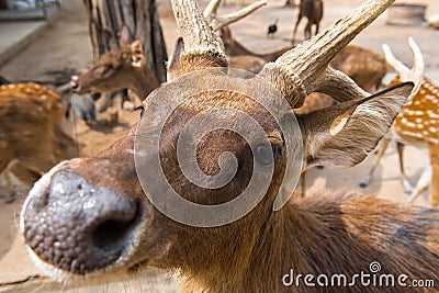 Male deer stand, Beautiful antler on the farm Stock Photo