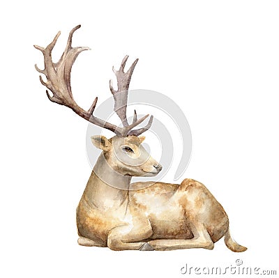 Male deer. Watercolor illustration. Isolated background Cartoon Illustration