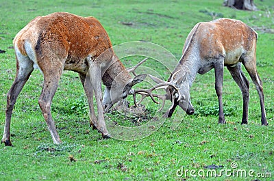 Male deers fighting Stock Photo