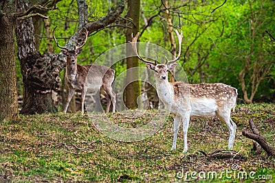 Male deers in nature reserve, The Zuid-Kennemerland National Park, Netherlands Holland, wildlife Stock Photo