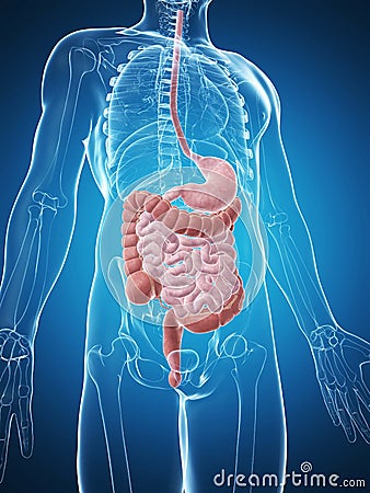 Male Digestive System Stock Photography - Image: 28961862