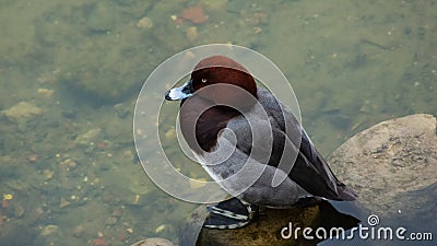 Male of diving duck Hybrid pochard or Aythya ferina x nyroca close-up portrait in river, selective focus, shallow DOF Stock Photo