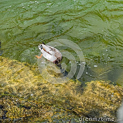 Male diving duck Stock Photo