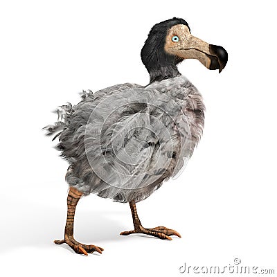 Male Dodo Bird Illustration Cartoon Illustration