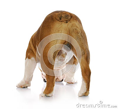 Male dog backside Stock Photo