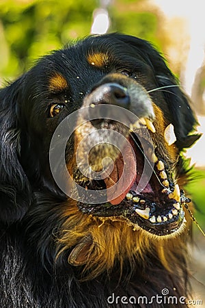 Male dog hovawart gold and black funny catching a treat Stock Photo