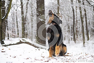 Male dog hovawart gold and black his tail up and he`s barking and howling Stock Photo
