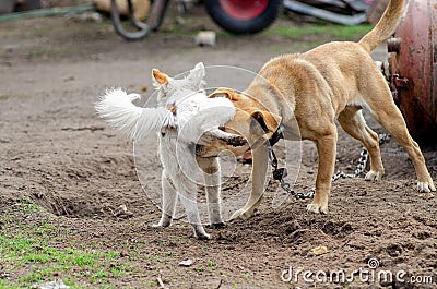 Male dog sniffs the genitals of a female dog close-up Stock Photo