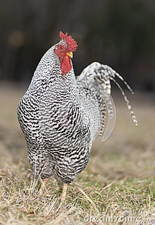 Free ranging Dominque chicken rooster Stock Photo