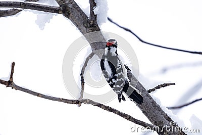 Male Downy Woodpecker Perched on a Bare Branch Covered with Snow #2 Stock Photo