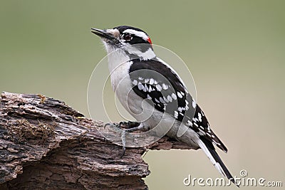 Male Downy Woodpecker (picoides pubescens) Stock Photo