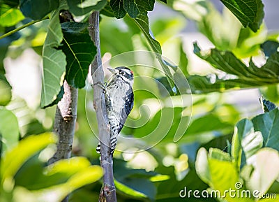 A male Downy woodpecker ` Picoides pubescens ` forages for food . Stock Photo