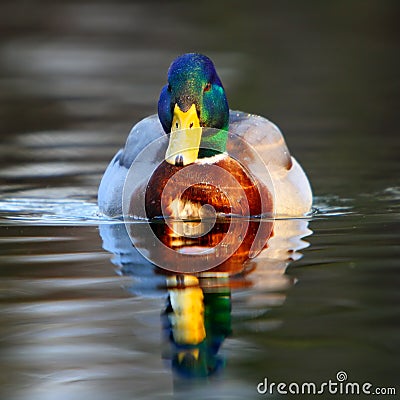 Male duck Stock Photo