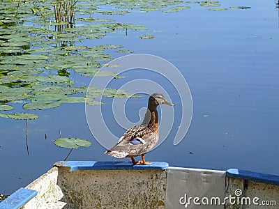 Male duck on the edge of a rowboat, somewhere in The Green Heart Stock Photo