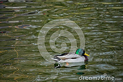 Male duck on IOR Lake Stock Photo