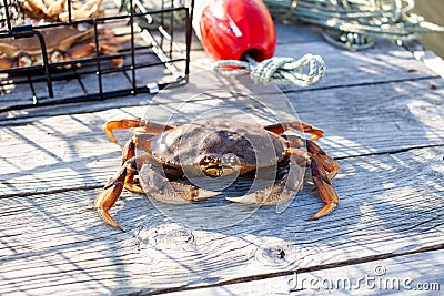 A male Dungenes crab sitting on the dock with a crab trap behind him. Stock Photo