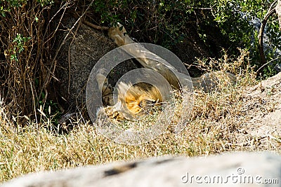 Male East African lion Panthera leo melanochaita hiding in a bush Stock Photo