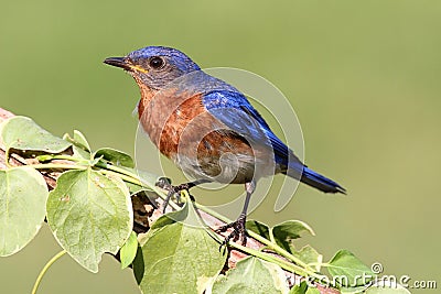 Male Eastern Bluebird Stock Photo