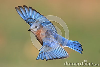 Male Eastern Bluebird in flight Stock Photo