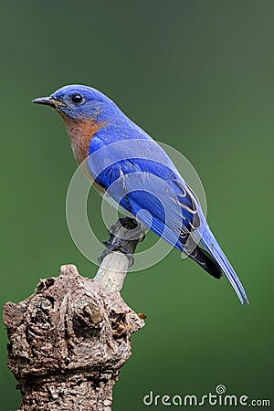 Male Eastern Bluebird (Sialia sialis) Stock Photo