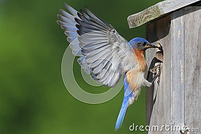 Male Eastern Bluebird Stock Photo