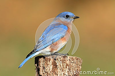 Male Eastern Bluebird Stock Photo