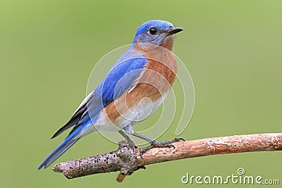 Male Eastern Bluebird Stock Photo