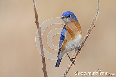 Male Eastern Bluebird in the Springtime Air Stock Photo