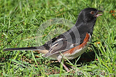 Male Eastern Towhee (Pipilo erythrophthalmus) Stock Photo