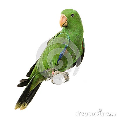 Male Eclectus Parrot Stock Photo