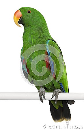 Male Eclectus Parrot Stock Photo