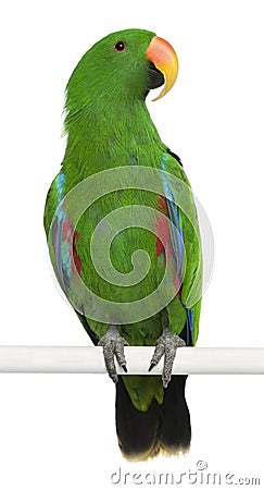 Male Eclectus Parrot Stock Photo