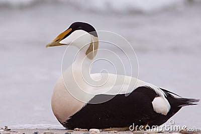 Male Eider close-up Stock Photo