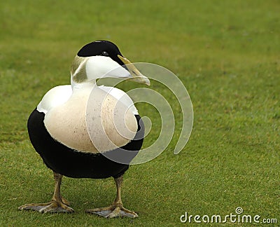 Male Eider Duck Stock Photo