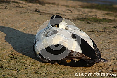 Male Eider duck asleep, Seahouses harbour Stock Photo