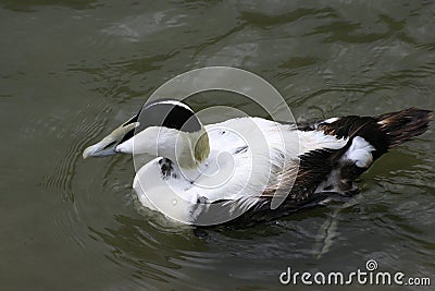 Male eider duck Stock Photo