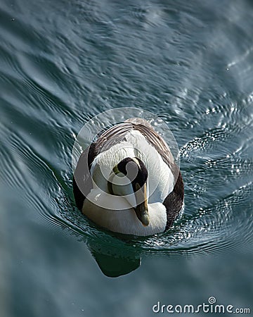 Male Eider Duck. Stock Photo