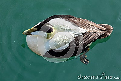 Male Eider Duck. Stock Photo