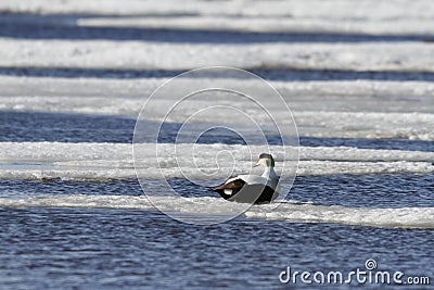 Male eider duck sitting on ice floating around in cold icy water Stock Photo