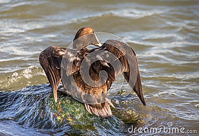 Male Eider duck spreading it`s wings Stock Photo