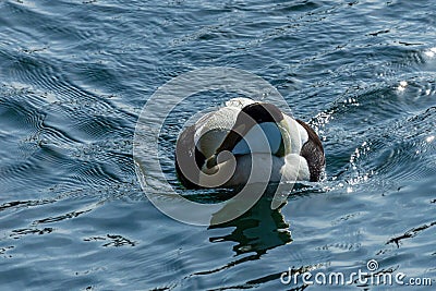 Male Eider Duck. Stock Photo