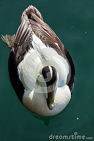 Male Eider Duck. Stock Photo