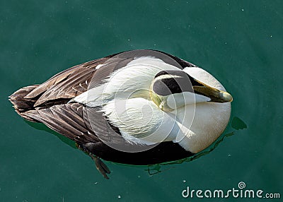 Male Eider Duck. Stock Photo