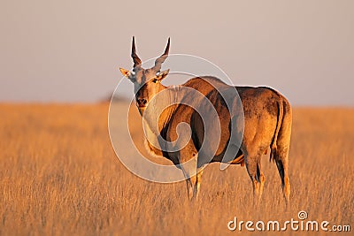 Eland antelope in late afternoon light Stock Photo