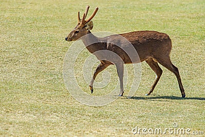 Male eld`s deer, thamin, brow-antlered deer in green grass field Stock Photo