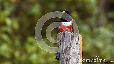 A Male Elegant Trogon Perches on a Tree Stump in Arizona Stock Photo