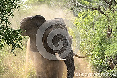 Male Elephant Stock Photo