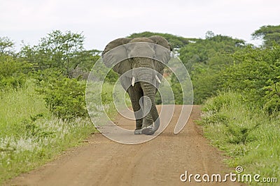 Male elephant with Ivory tusks walking down road through Umfolozi Game Reserve, South Africa, established in 1897 Stock Photo