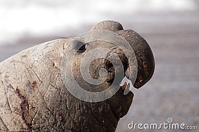 Male Elephant Seal Stock Photo